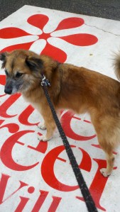 C Settler's Green logo