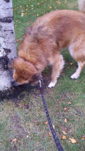 C sniffing at Settler's Gr