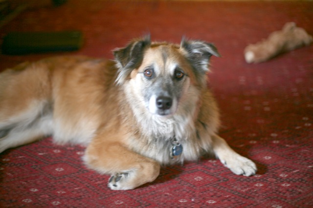 I can't remember, what was my life like before Chico was in it?