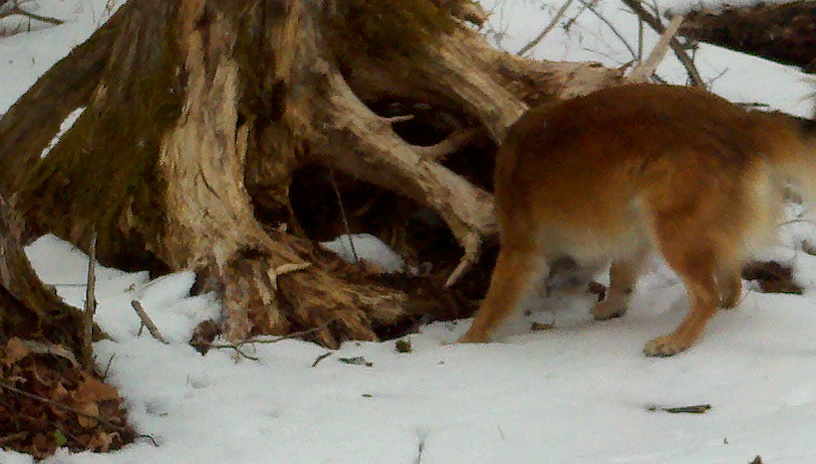 He was sniffing things.