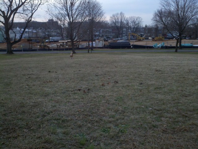 You can just make out the back end of Chico, headed for a tree.