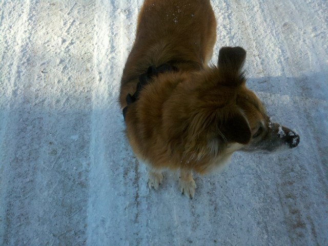 Because you've been patient enough to read this far, here's another snowy-nose Chico picture.