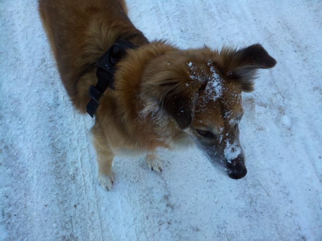 This picture of a snowy-faced Chico is here to break up a wordy post because I was so busy doing erreands I took no pictures of the adventures I describe here.