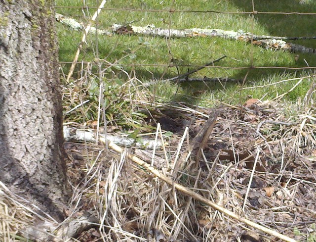 That, my friends, is the first green grass Chico and I have seen since last fall.