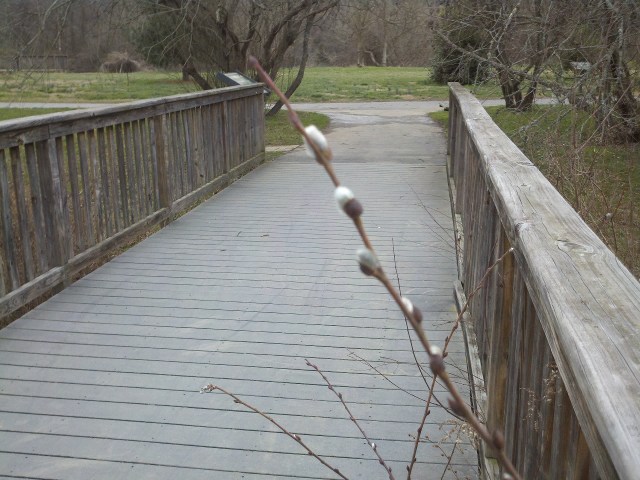 And I saw my first pussy willows of the season.