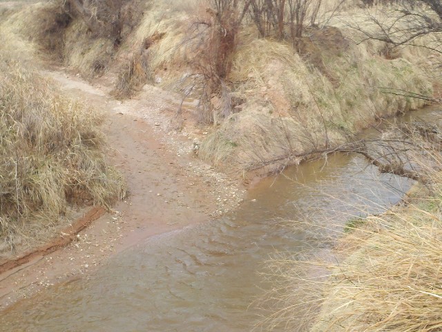 The flat, damp spot across the creek displayed lots of tracks - it is one of the few places with easy access to the water. Mostly, the banks are about 10 feet high, straight up and down.
