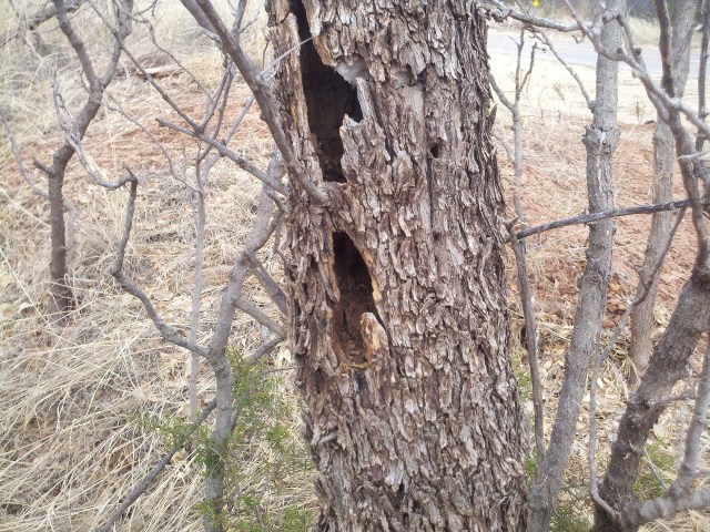 There are some really old-citizen trees here.