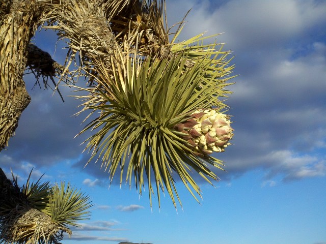 This is going to bloom in about a day, maybe two.