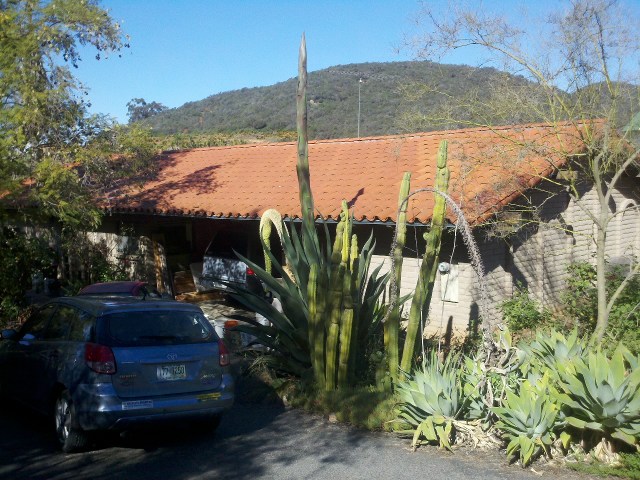 Including this giant agave. The flower spike is taller than the house.