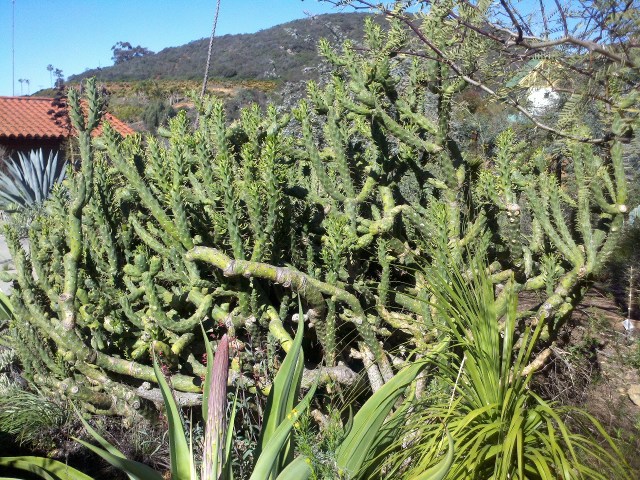 There's the flower stalk of another agave in the foreground of this pic. Kinda reminds you of asparagus, doesn't it?