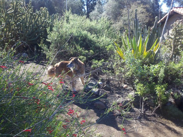 And after a day, Chico was brave enough to wander the yard by himself. A little.