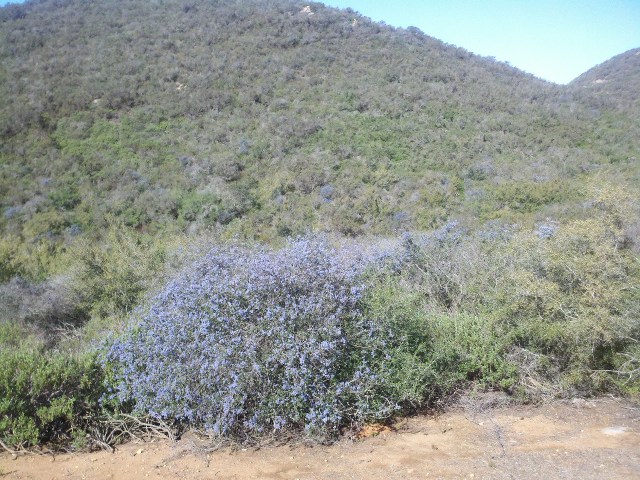 Ceanothus in bloom.