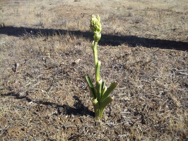 Determined to grow despite having been mowed pretty hard earlier in its life.