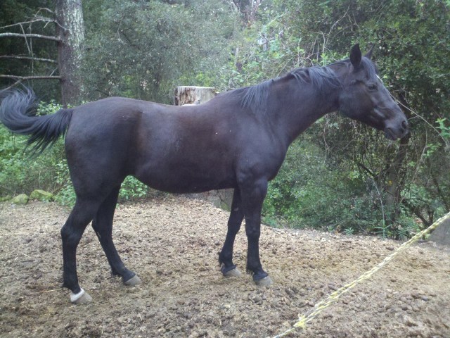 This is Taj. She's mad at me because by accident I touched her and the electric fence at the same time. We both got shocked, but I wasn't wearing steel shoes.