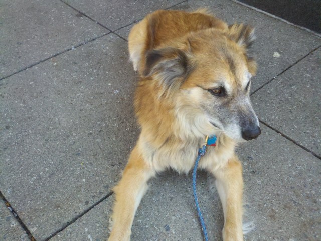 Chico could lie in the shade by my table. And there were things for him to (calmly, I'll point out) watch.