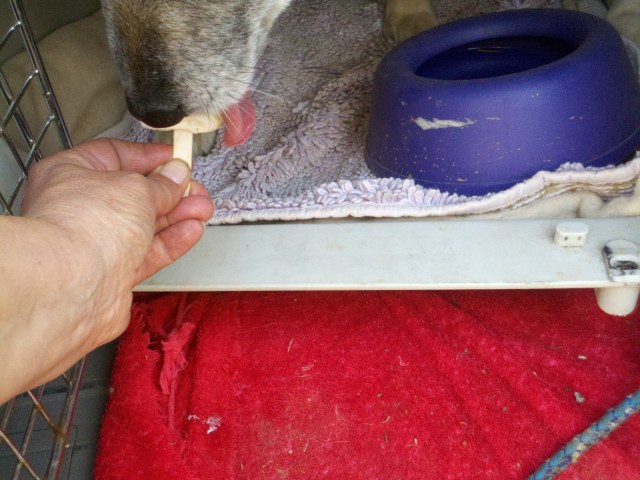 to people and to dogs.