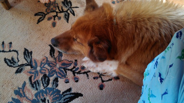 This is Jimbo's dog, Buddy. He weighs about 80 pounds.