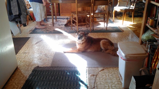 He and Chico had a guarded truce because Chico was showing teeth every time Buddy came close.