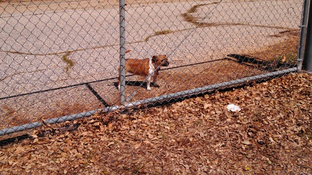 There are five dogs at this house, but we only saw these two.