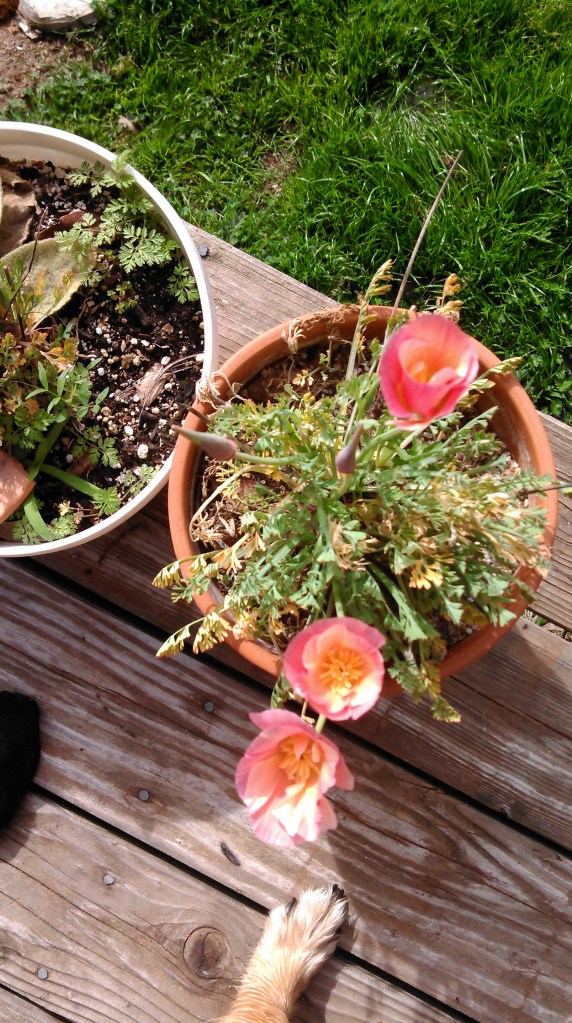 And some of Ma's beautiful and very special California poppies.