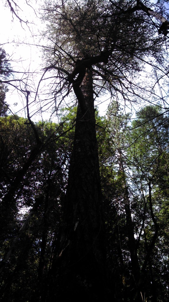 This is one old and very tall tree.