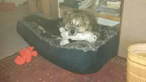 Chico was so happy to get his Stuffie back. He kept Stuffie close by for an entire day.