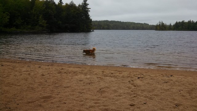Chico went into the water without my asking him to. Remember, a couple years ago, swimming was a behavior I asked Julie to teach Chico during a board and train visit. For him to do it on his own is such a happy thing to see.