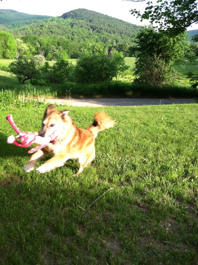 "And pretty fair at fetch too."