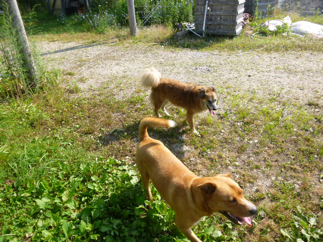 He's the right size, with a square head and a lovely doggie smile.