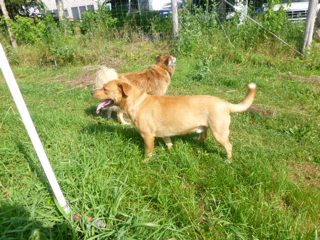 He was a social genius, giving Chico plenty of space at first.