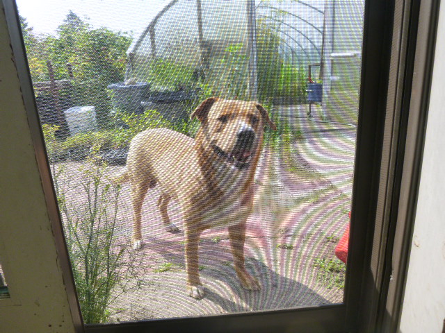 But in a few minutes, he was at the door of the house, looking for Chico.