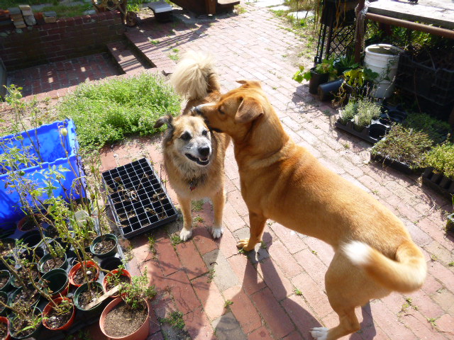 See the way Chico's lip is tightening and curling to expose those front teeth?