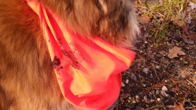 I assure you, dear reader, it smelled terrible.