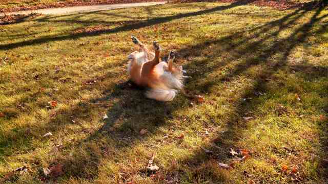 IMG_20131111_125344_126