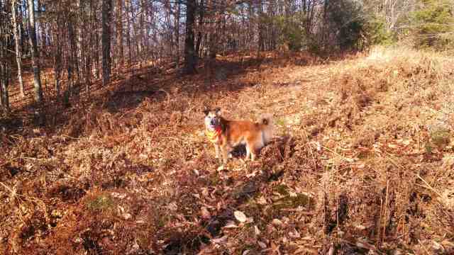 So we headed into the woods, Chico leading.