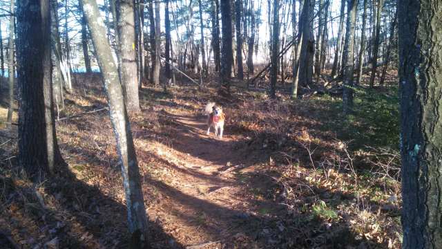 He's not looking forward anymore, he's looking back, past me, and his ears and expression say that he hears something.