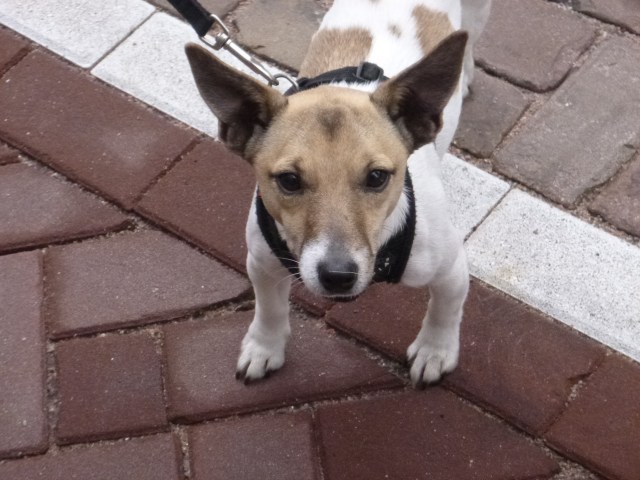 Bags and her sister are rescue dogs.