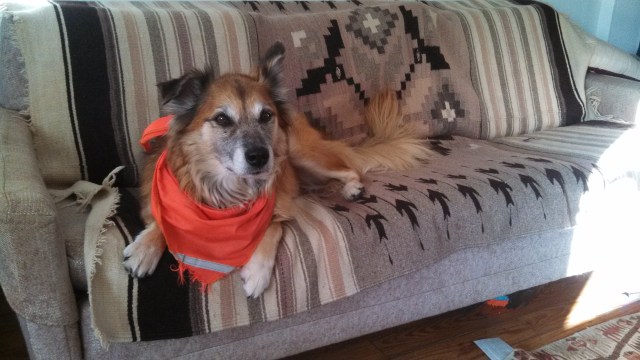 So, I took one of his blankets off the bed and covered the couch. Now he seems to think it's a dandy place to hang out.