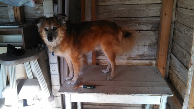 Step one is Chico hops up on the table in the old chicken shed.