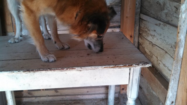 Chico gets a handful of kibble.