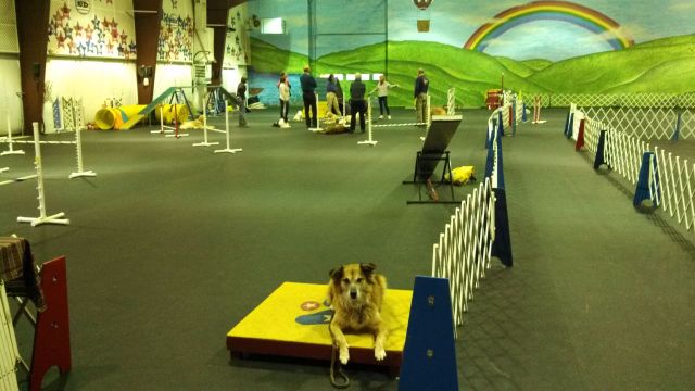 Practicing down-stay with distractions.