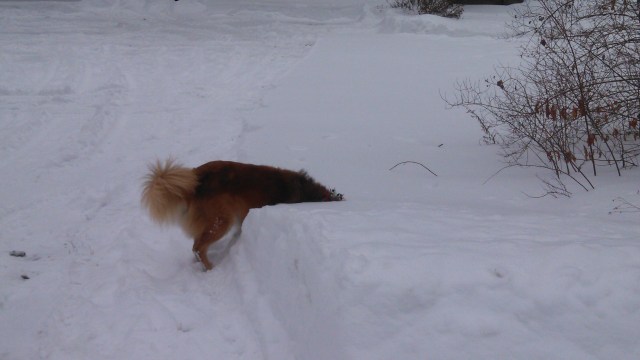 But he can't quite reach it from the plowed area.