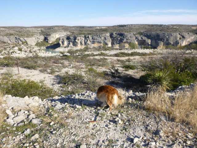 Chico looks for "the spot."