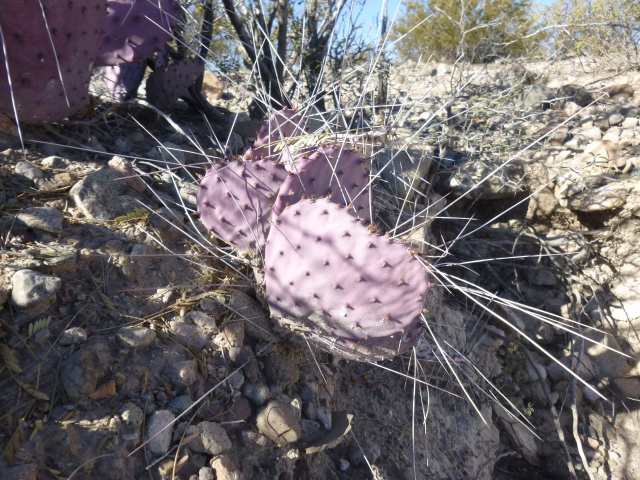 There ARE a lot of spikey-spiney plants.