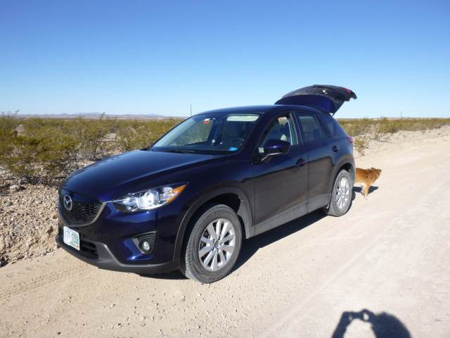 "Umm, where's my human to open the crate door?"