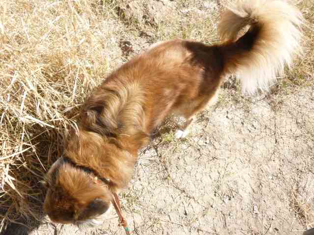 But, he has something like 5000 times more smell receptors than we poor humans do.