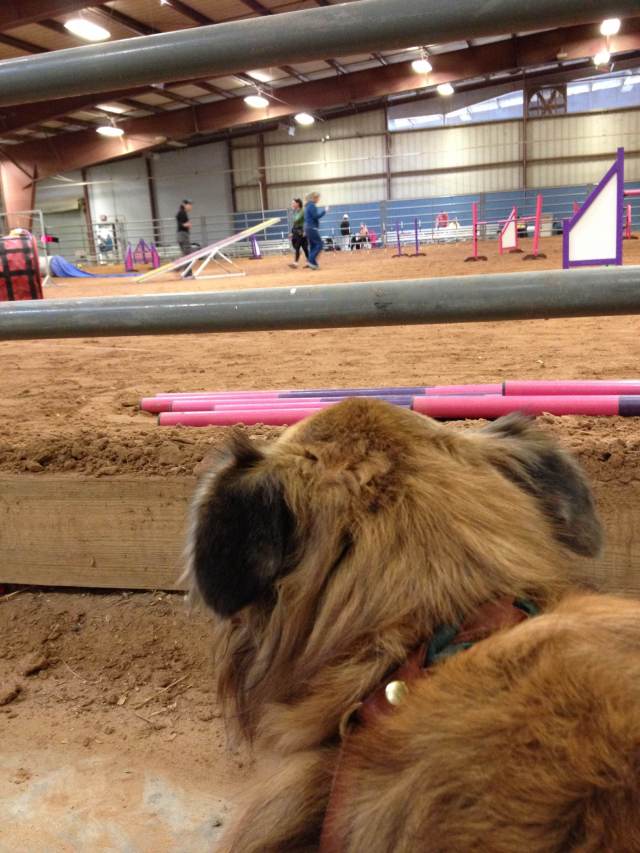 Chico watching me do ring crew duties.