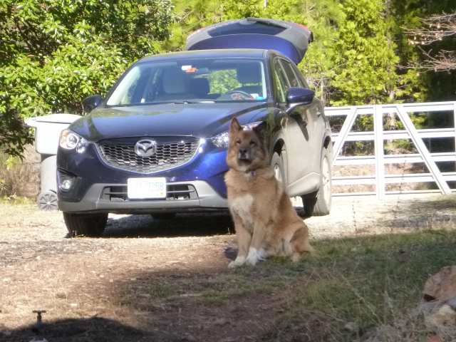 Sitting in front of my car, trying as hard as he can to show that *he's* ready to go; anywhere, anytime.