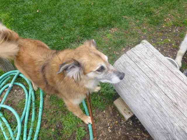 There's a dog on the other side of that log, and Chico is deciding how he feels about the situation.
