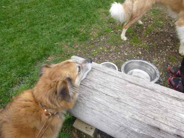 There goes that dog. What I see is a dog